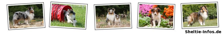 Sheltie-Infos.de